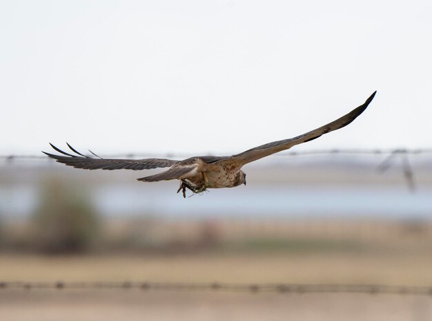 Hawk em Saskatchewan