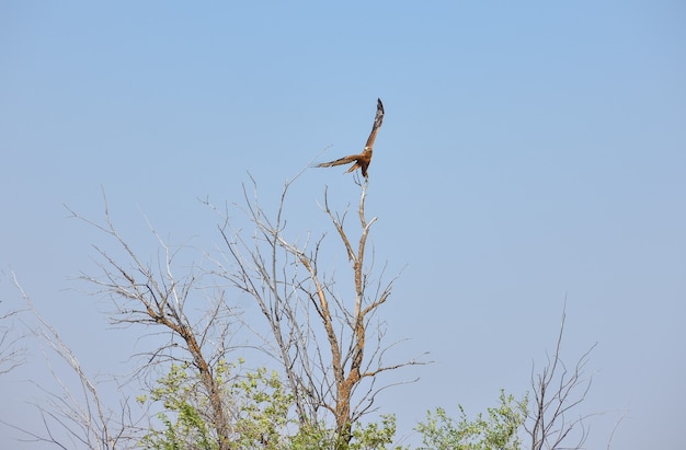 Hawk fliegt hoch in den blauen Himmel