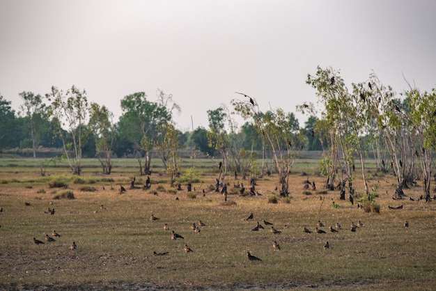 Hawk habitat en Nakhonnayok, Tailandia