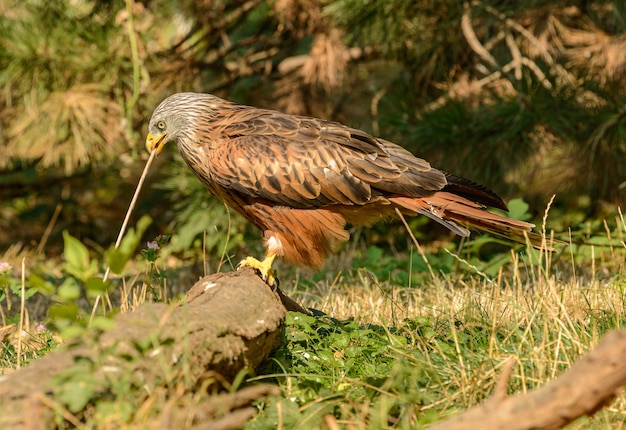 Hawk mit einem Zweig als Werkzeug