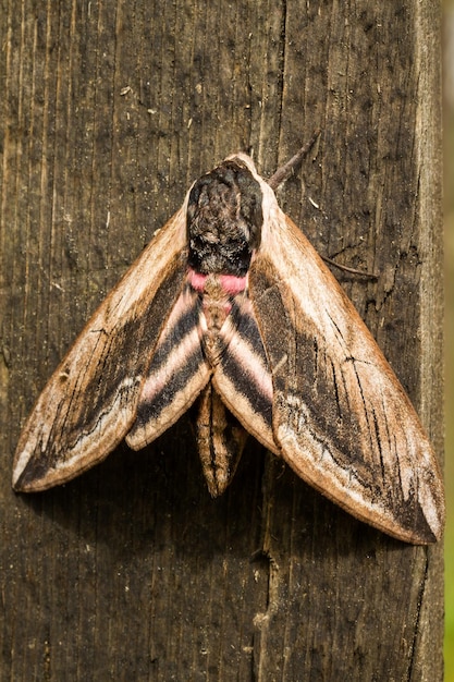 Hawk Moth auf Holz Hintergrund hautnah