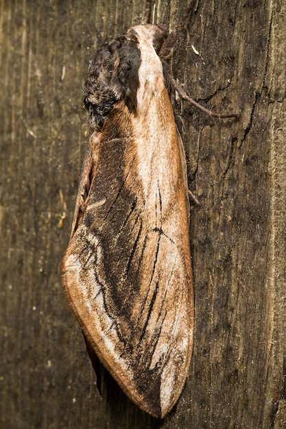 Hawk Moth no fundo de madeira fechar