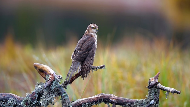 Hawk sentado em uma árvore caída