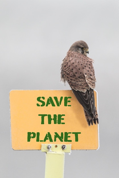 Hawk thront an einem kalten, nebligen Tag auf gelbem Schild Schild mit der Aufschrift Save the Planet Konzept des Aktivismus für den Planeten und Naturschutz Vertikales Bild