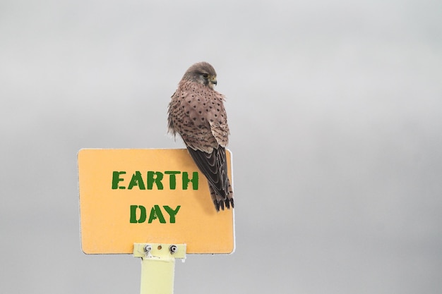 Hawk thront während eines kalten, nebligen Tages auf einem gelben Schild. Das Schild lautet Earth Day-Konzept des Aktivismus für den Planeten und den Naturschutz Horizontales Bild