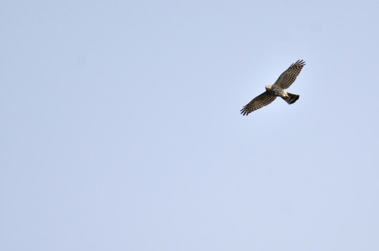 Foto hawks voam