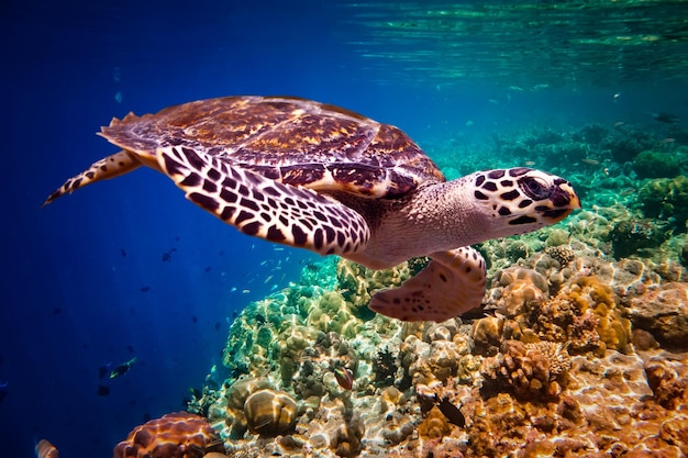 Hawksbill Turtle - Eretmochelys imbricata flutua sob a água. Recife de corais do Oceano Índico de Maldivas.
