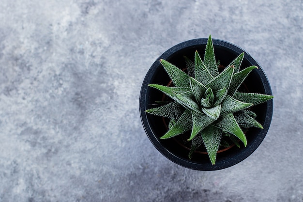 Haworthia attenuata, Haworthia, cactus de cebra.