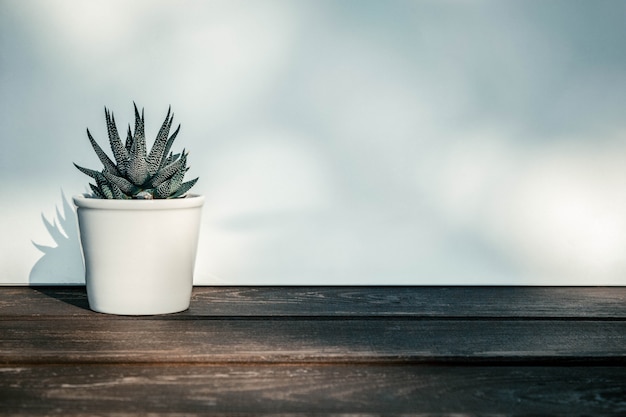 Haworthia attenuata, suculenta en maceta en mesa de madera con luz solar