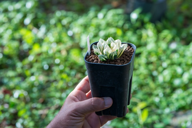 Foto haworthia cooperi hand an