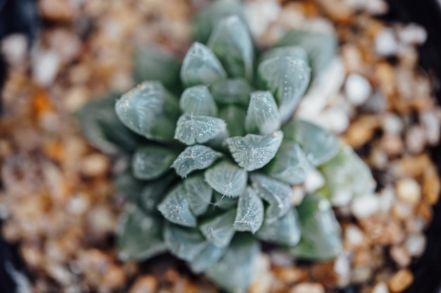 Haworthia cooperi Árbol pequeño verde