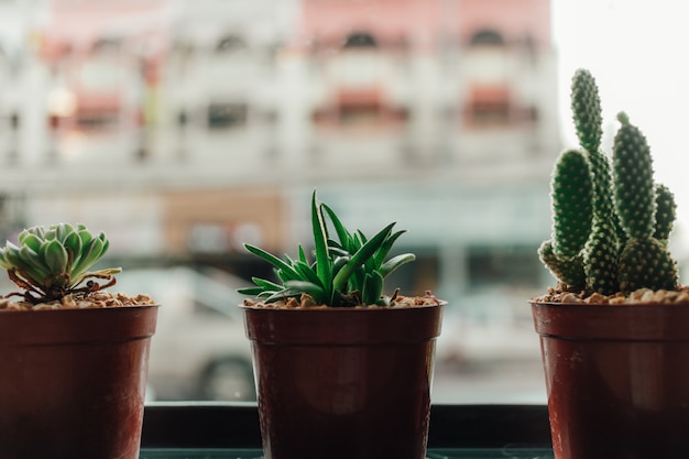 Haworthia im kleinen Topf am Fensterrand.