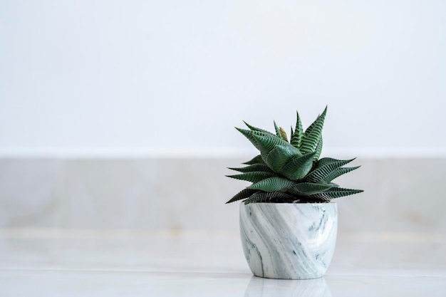 Haworthia limifolia Marloth Un árbol utilizado para la decoración de una casa sobre un fondo blanco.