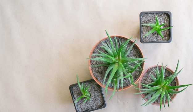 Haworthia listrada Haworthia fasciata em vasos marrons