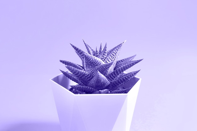 Haworthia en maceta sobre un fondo muy peri teñido de violeta. Una planta de interior, un hogar verde, una suculenta es un símbolo de armonía. Copie el espacio. Cuidado de las plantas de interior