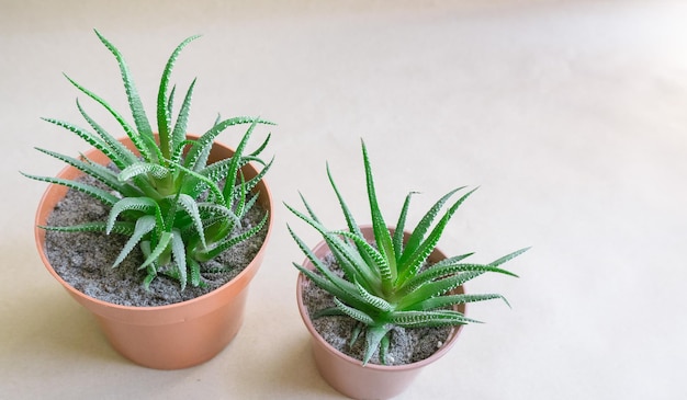 Haworthia rayada Haworthia fasciata en macetas marrones