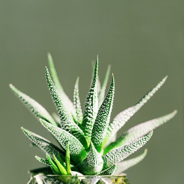 Foto haworthia suculenta perene fechar sobre fundo verde.