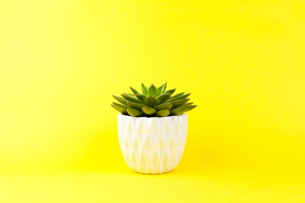 Haworthia suculento na moda em vaso branco sobre fundo amarelo