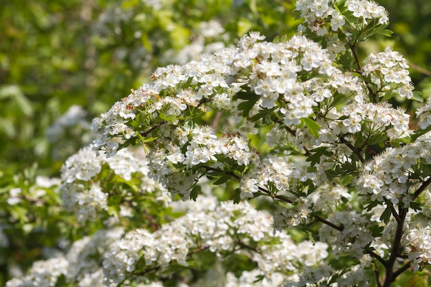 Hawthorn Crataegus monogyna, auch bekannt als Hawthorn