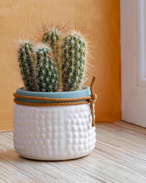 Hay un cactus creciendo en el alféizar de la ventana en una maceta de cerámica blanca, una planta de interior y su cuidado