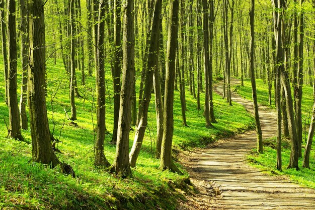 Hay un camino en el bosque verde.