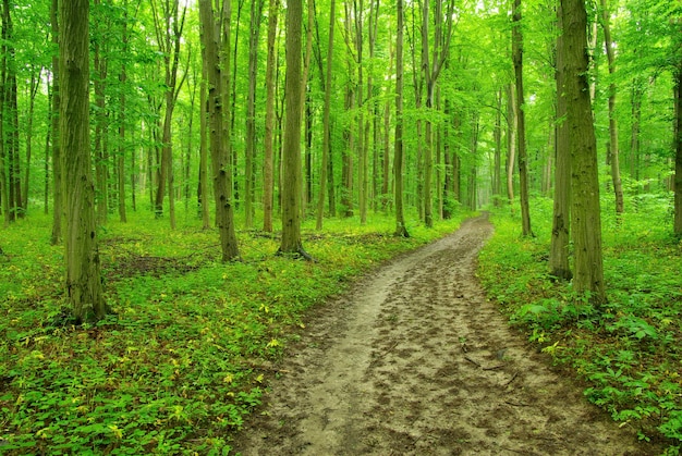 Hay un camino en el bosque verde.