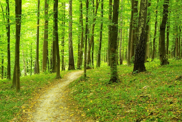 Hay un camino en el bosque verde.