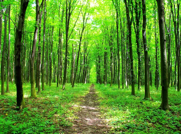 Hay un camino en el bosque verde.