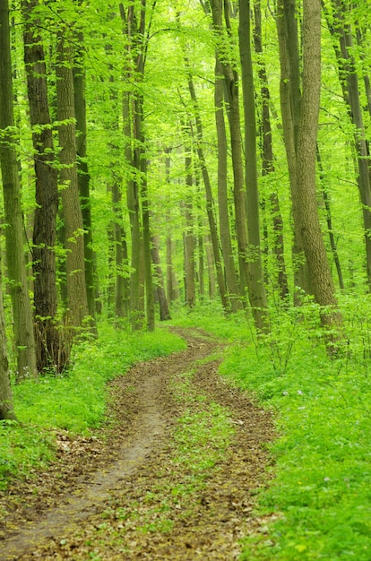 Hay un camino en el bosque verde.