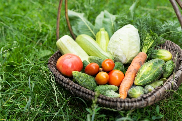 Hay una cesta de madera con verduras caseras en el jardín. Enfoque selectivo. El concepto de cosecha del primer plano del jardín. Agricultura.