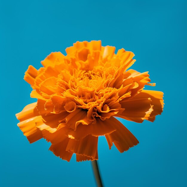 hay una flor amarilla que está en el medio de un fondo azul generativo ai