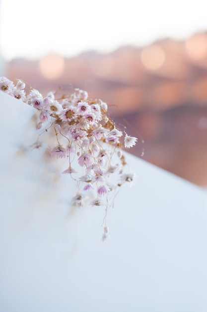 Hay flores silvestres en la pared blanca.