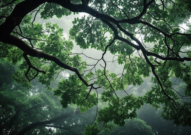 Hay una imagen de un árbol con hojas verdes en el bosque generativo ai