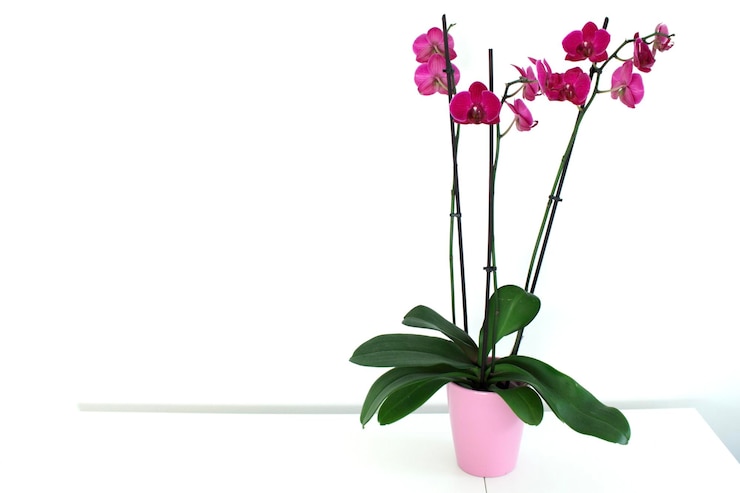 Foto hay un jarrón de una orquídea con flores de borgoña en una mesa blanca