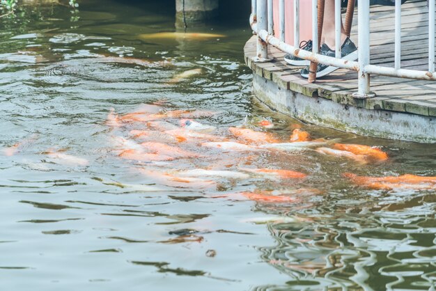 Hay una masa de peces de colores rojos en el agua en el parque