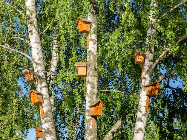 Hay muchas casas de pájaros divertidas hermosas en los abedules en el parque