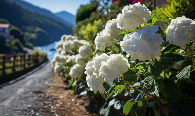 Hay muchas flores blancas creciendo a lo largo de un lado de la carretera generativo ai