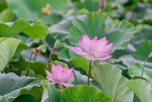 Hay muchas flores de loto rosadas en el estanque de lotos.