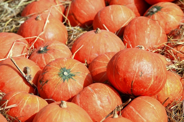 Hay muchas hermosas calabazas naranjas.