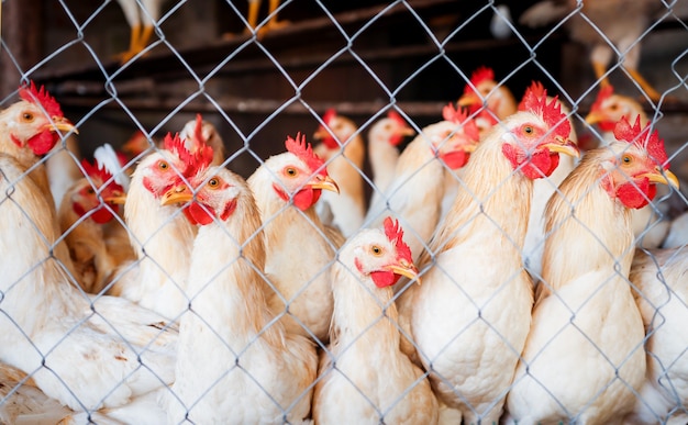 Hay muchas mascotas en una jaula mirando atentamente al lado de las gallinas y los gallos closeup