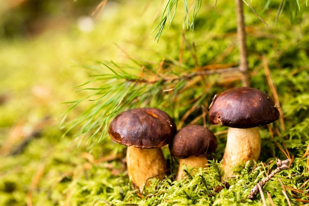 Hay muchas setas en el bosque sobre musgo verde Muchas setas de musgo polaco