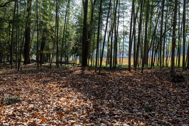 Hay muchos árboles de aspecto extraño en la naturaleza.