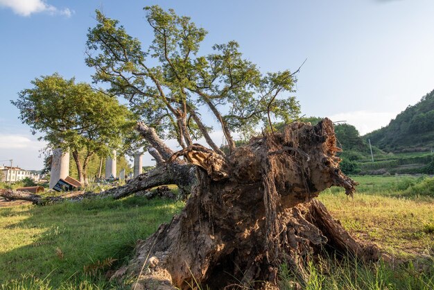 Hay muchos árboles de aspecto extraño en la naturaleza.