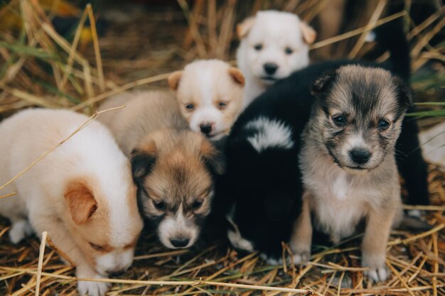 Hay muchos cachorros en el bosque.