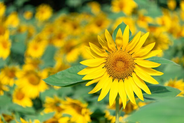 Hay muchos girasoles en los campos.