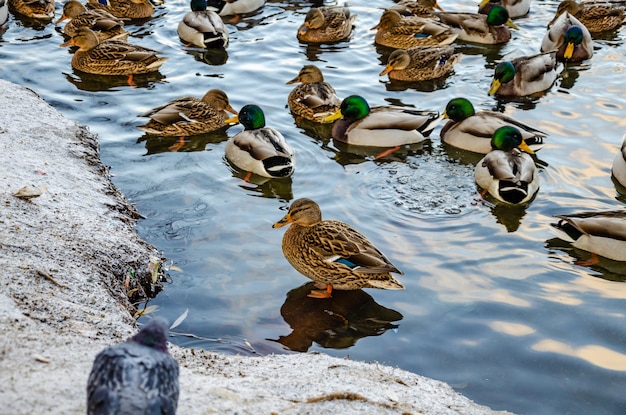 Hay muchos patos en el hielo del lago en primavera.