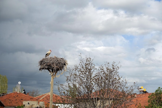 Hay un nido de cigüeñas y una cigüeña hembra y una cigüeña macho en el nido en primavera las cigüeñas regresan a sus nidos