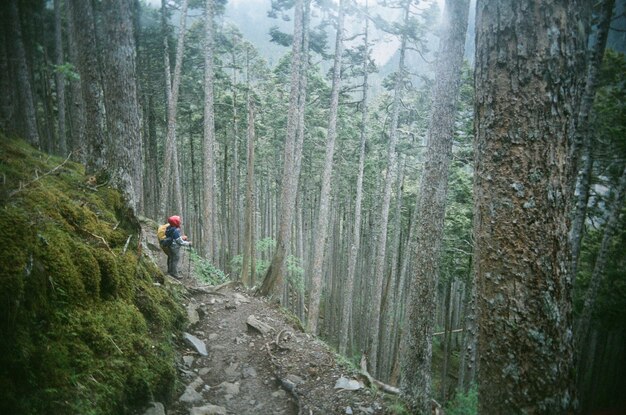 Foto hay una persona en el bosque de taiwán.