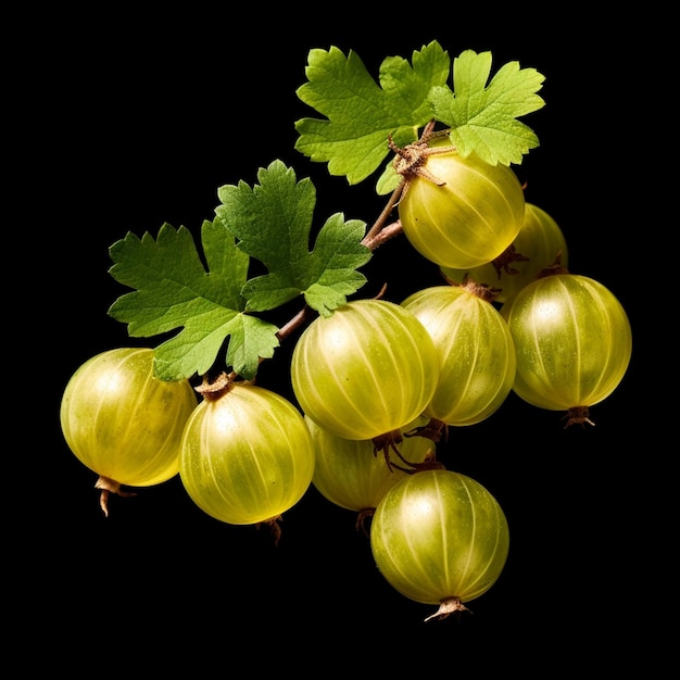 Hay un racimo de uvas en una rama con hojas y la palabra uvas.