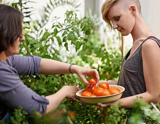 Hay tantos maduros Dos mujeres recogiendo tomates de cosecha propia en su jardín